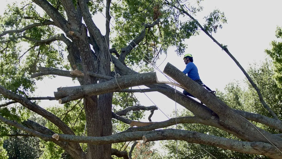 Professional Crown Thinning performed by certified arborists in Smith Lake