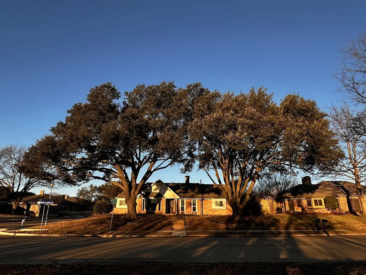 Established residential canopy tree shading a home in Smith Lake